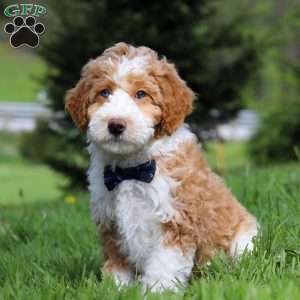 Chance, Mini Bernedoodle Puppy